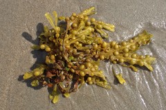 Fucus vesiculosus
