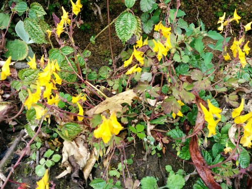 Corydalis longipes