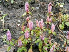 Elsholtzia strobilifera