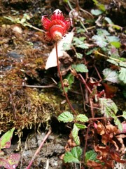 Rubus nepalensis