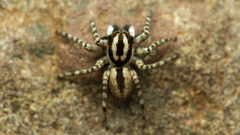 Euophrys leipoldti