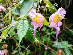 Impatiens bicornuta