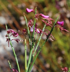 Indigofera filifolia
