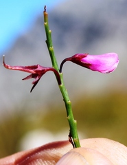 Indigofera filifolia