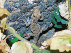 Mediodactylus heterocercus