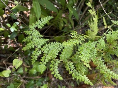 Odontosoria aculeata