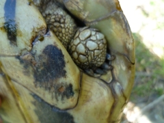 Testudo hermanni boettgeri