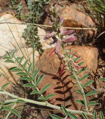 Indigofera oxytropis
