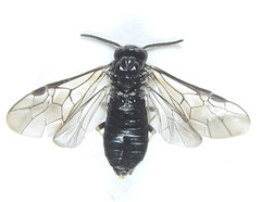 Monophadnus pallescens