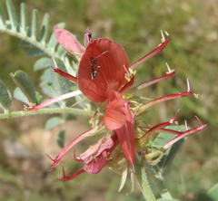 Indigofera oxytropis