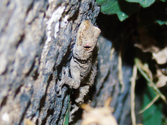 Mediodactylus heterocercus