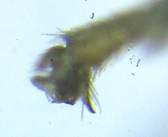 Monophadnus pallescens