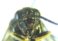 Monophadnus pallescens