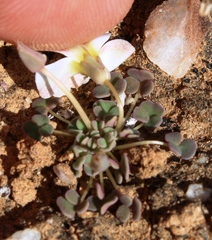 Oxalis lichenoides