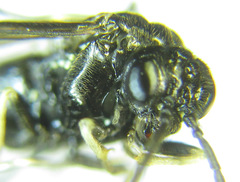Monophadnus pallescens