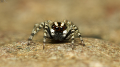 Euophrys leipoldti