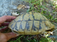 Testudo hermanni boettgeri