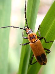 Chauliognathus discus