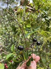 Myrcia citrifolia