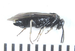Monophadnus pallescens