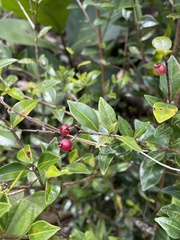 Myrcia citrifolia