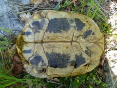 Testudo hermanni boettgeri
