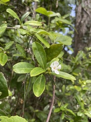 Bourreria virgata