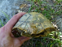 Testudo hermanni boettgeri