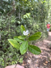 Bourreria virgata