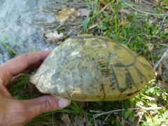 Testudo hermanni boettgeri