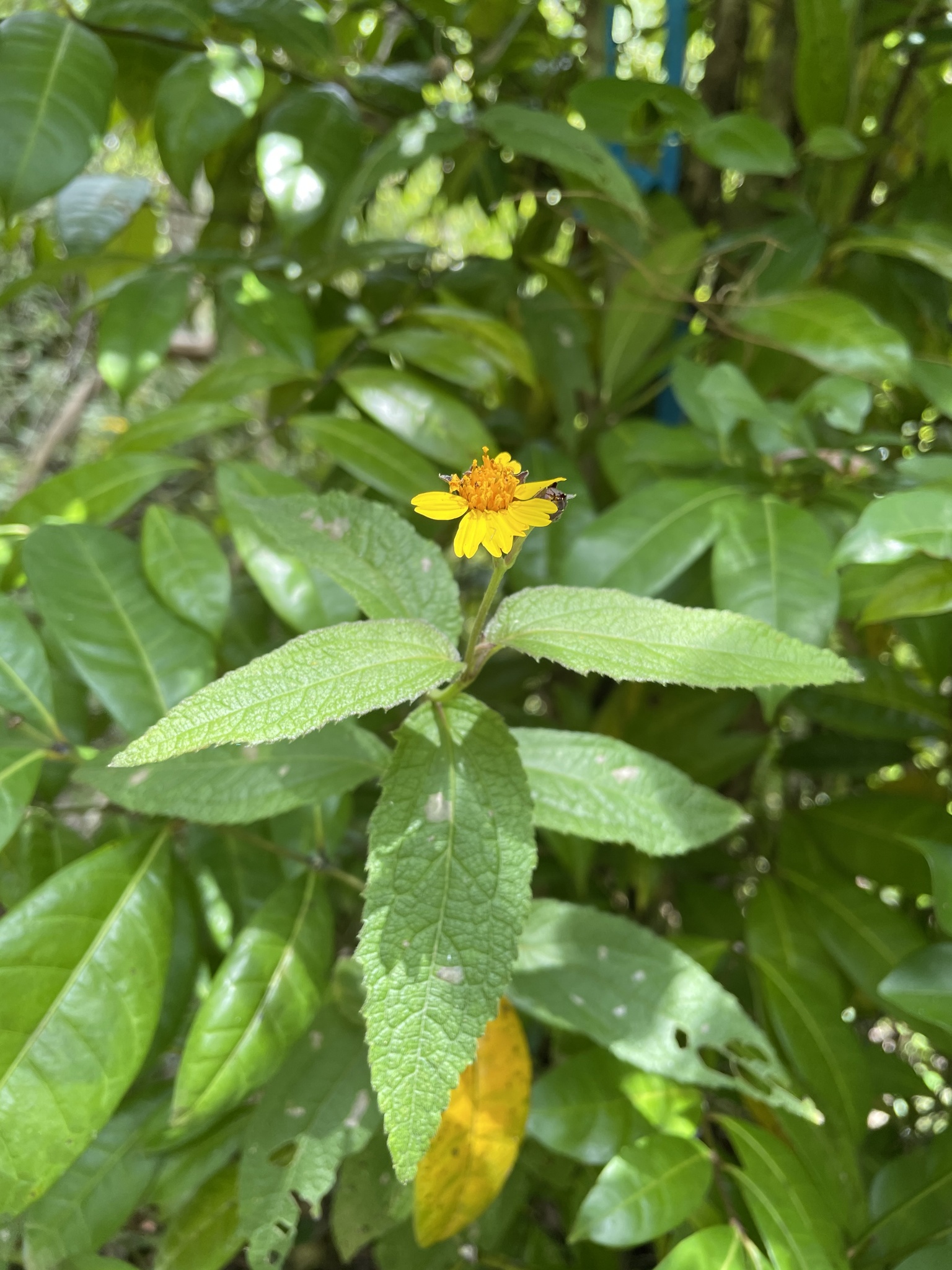 Wedelia reticulata