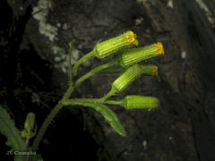 Senecio lividus