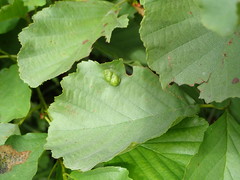 Taphrina sadebeckii