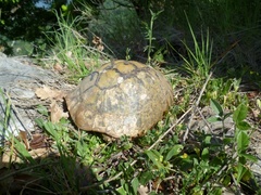 Testudo hermanni boettgeri