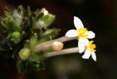 Gnidia tomentosa