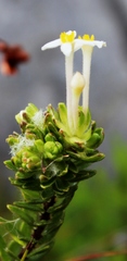 Gnidia tomentosa