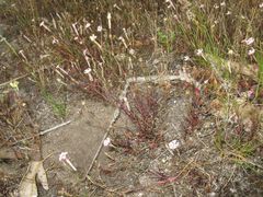 Silene portensis