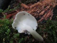 Albatrellus subrubescens