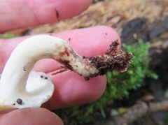 Albatrellus subrubescens