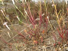 Silene portensis