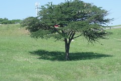 Vachellia sieberiana