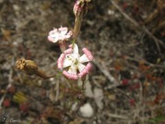 Silene portensis