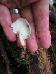 Albatrellus subrubescens