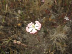 Silene portensis