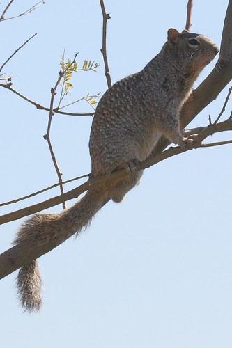 Rock Squirrel, photo 8 of 10
