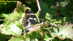Argynnis sagana