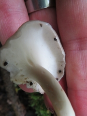 Albatrellus subrubescens