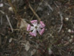 Silene portensis