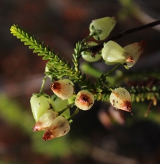 Erica urna-viridis