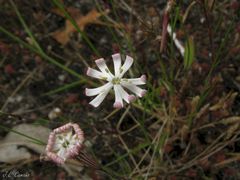 Silene portensis